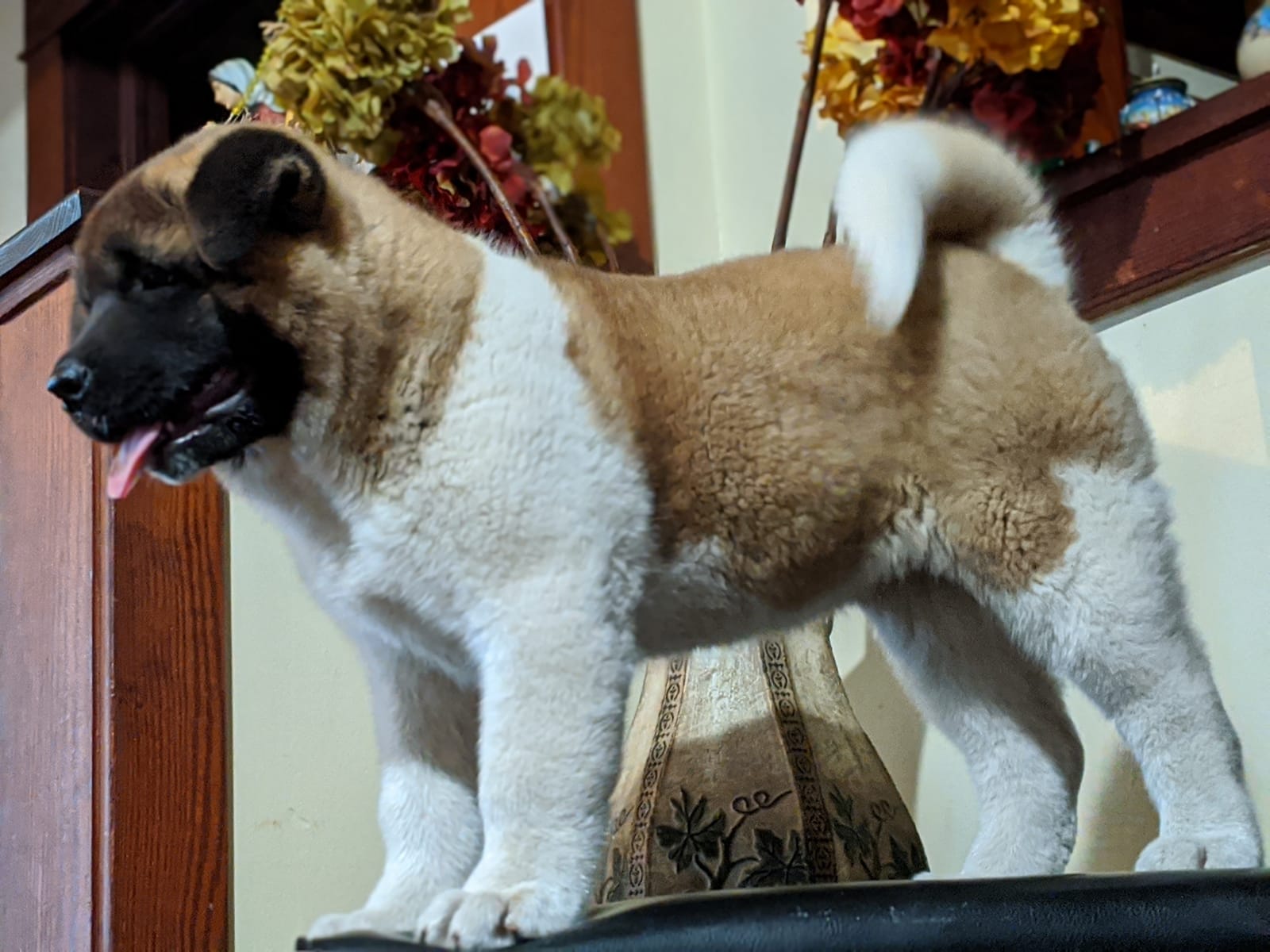 Female akita best sale for sale